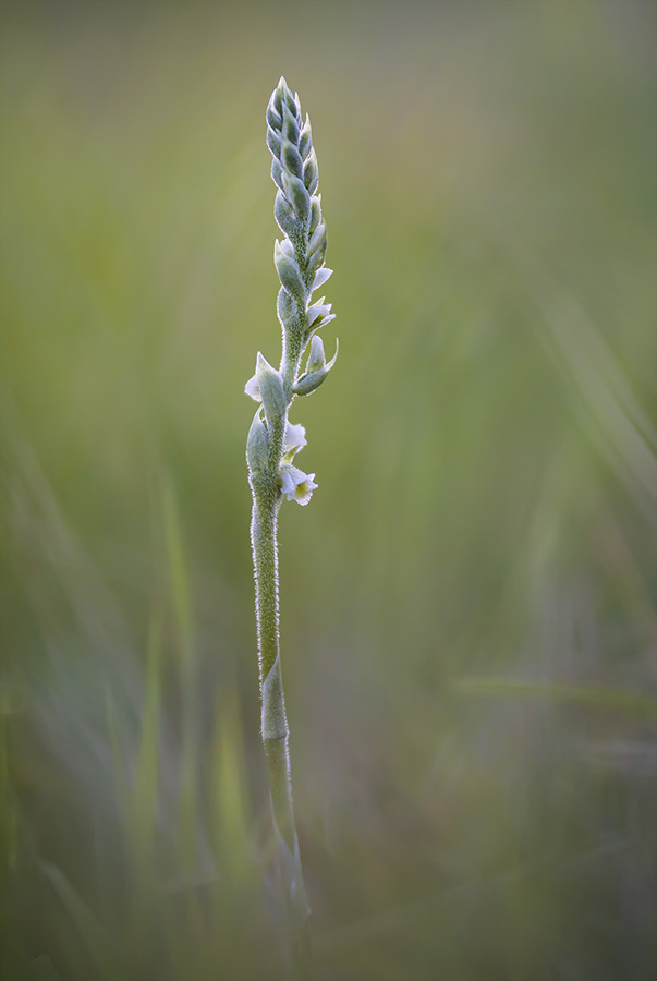 Spiranthes spiralis